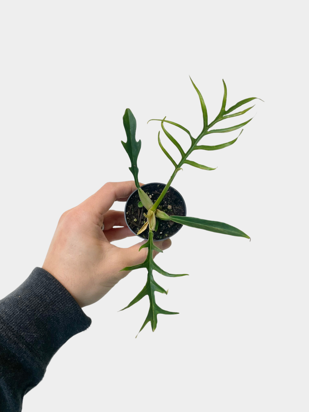 Philodendron bipinatifidum 'tortum'