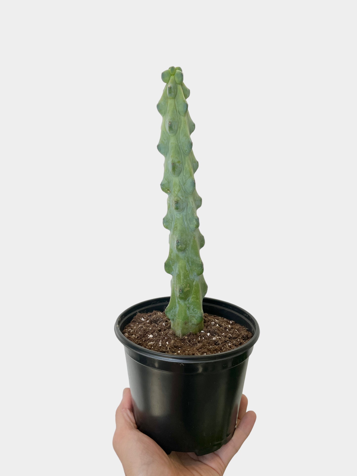 Myrtillocactus Geometrizans Fukurokuryuzinboku (Boobie Cactus)