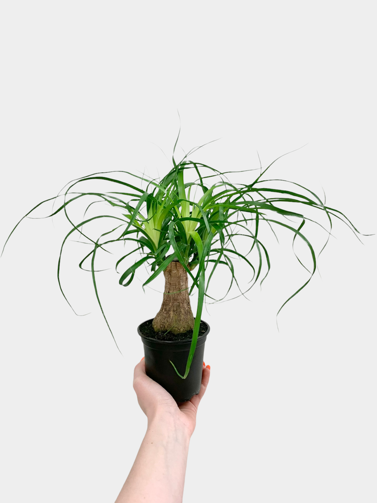 Beaucarnea recurvata aka Palm Ponytail Guatemalan