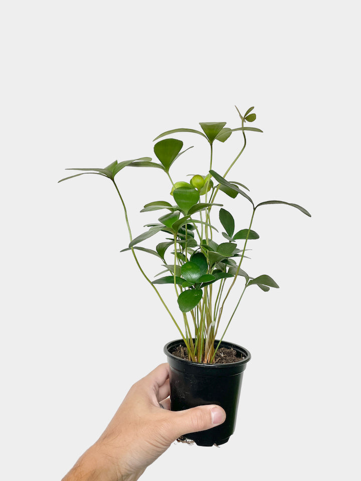 Zamia Furfuracea aka Cardboard Plant