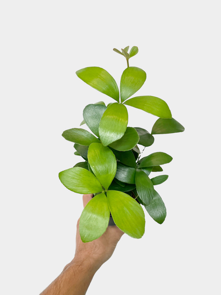 Zamia Furfuracea aka Cardboard Plant