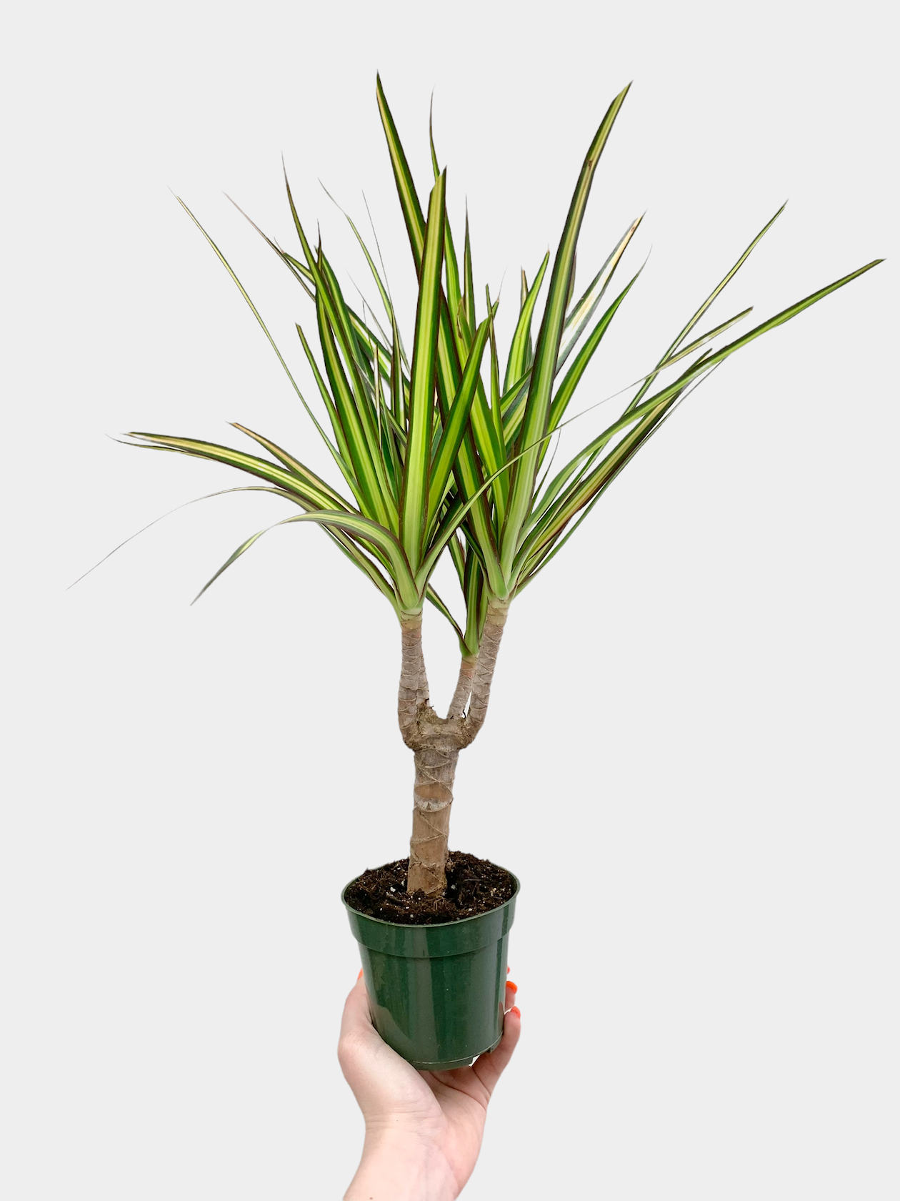 Dracaena Marginata Sun Ray