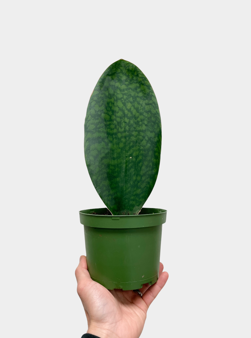 Sansevieria masoniana aka Whale Fin Snake Plant