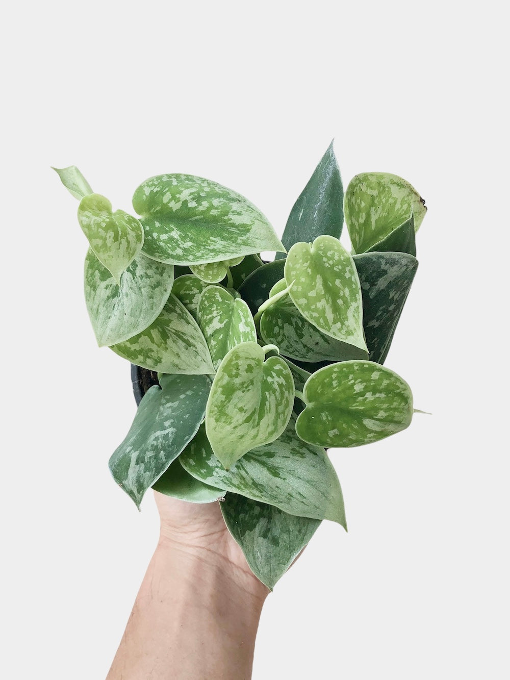 Scindapsus Pictus aka Pothos Silver Satin
