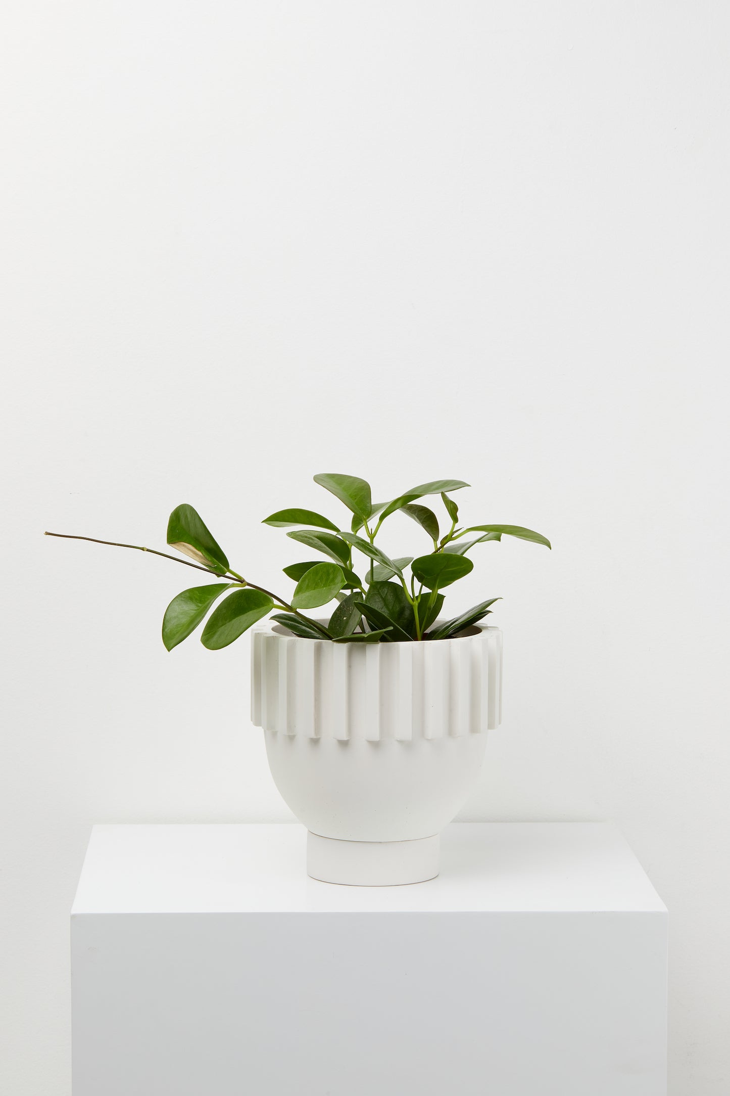 CAPRA DESIGNS Solstice Planter - White