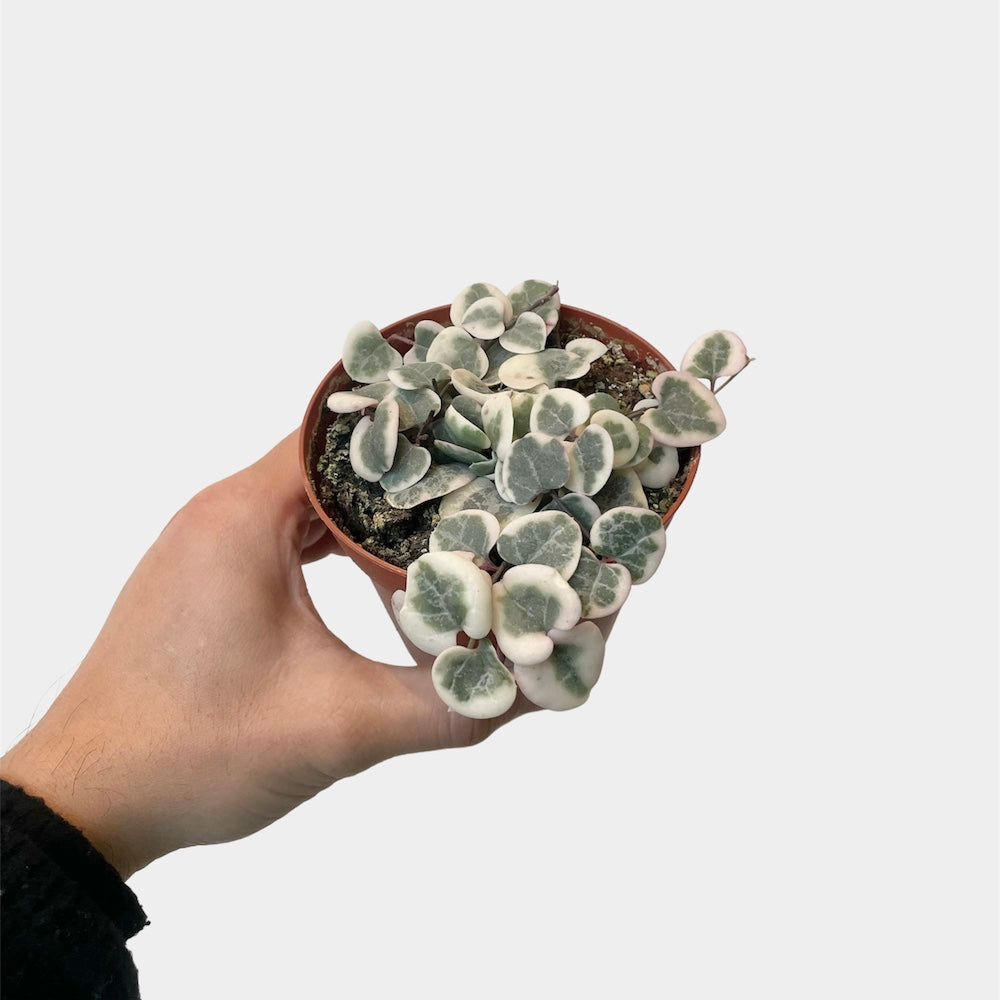 Ceropegia woodii aka String of Hearts (Variegated)