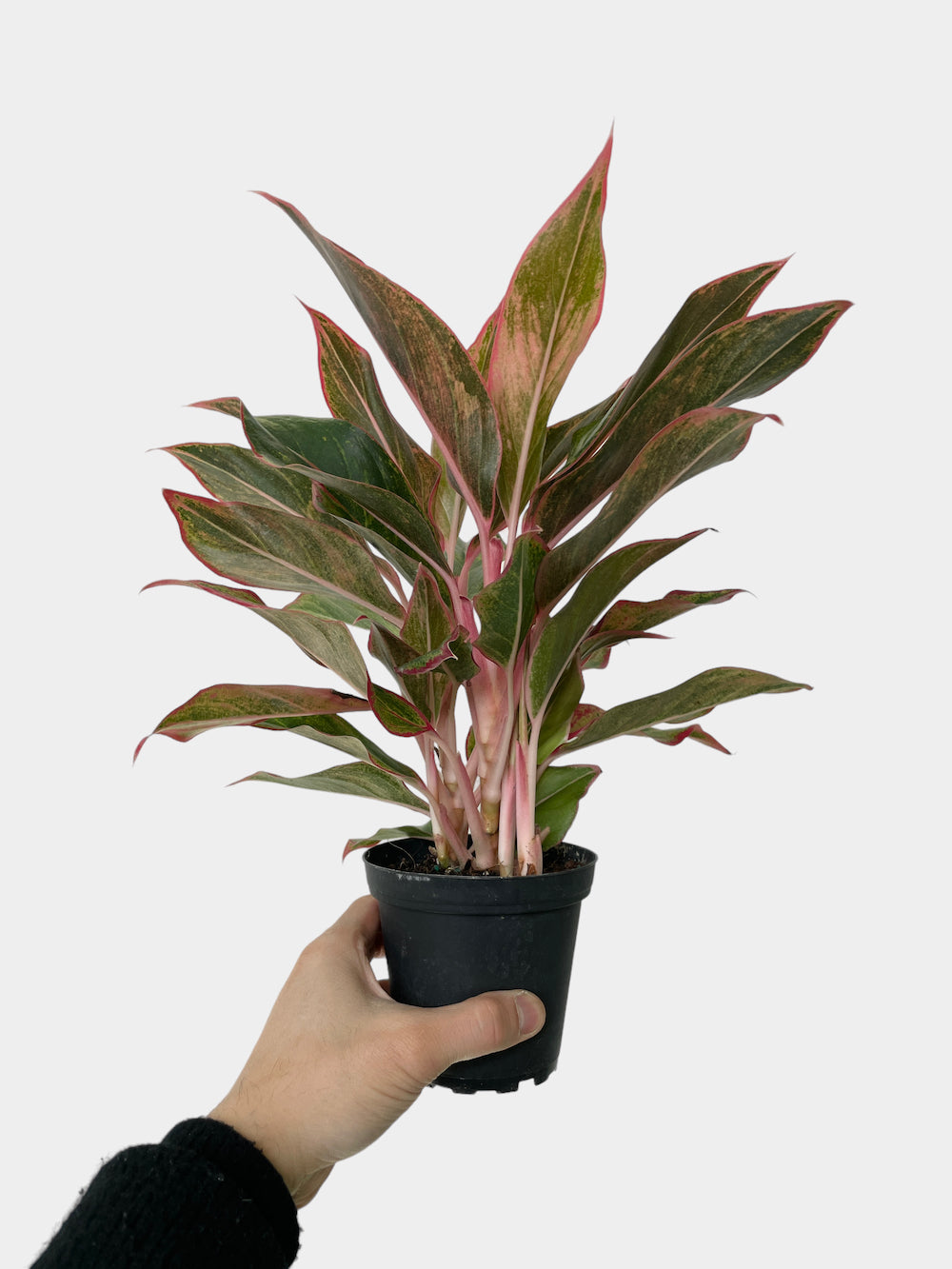 Aglaonema Siam aka Chinese Evergreen Plant (Various Sizes)