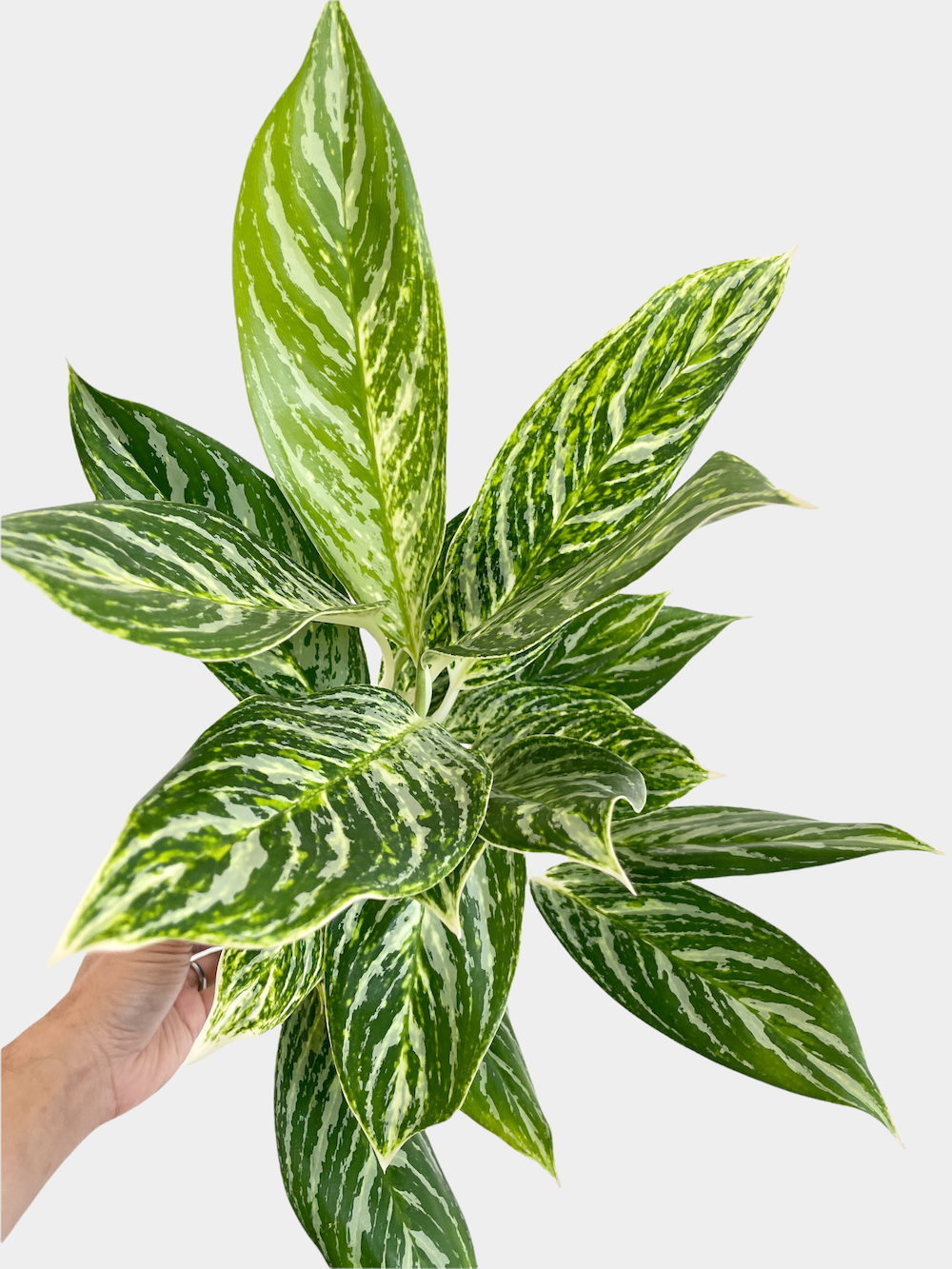 Aglaonema Gold Madonna aka Chinese Evergreen Plant (Various Sizes)