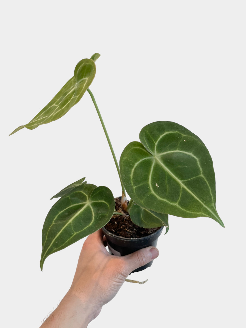 Anthurium Clarinervium