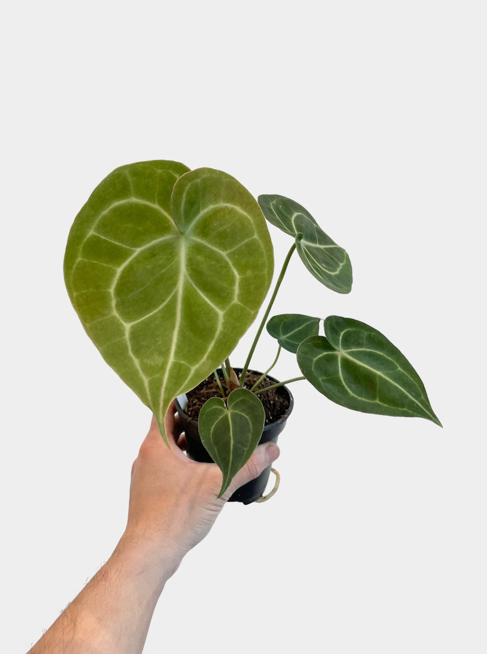 Anthurium Clarinervium
