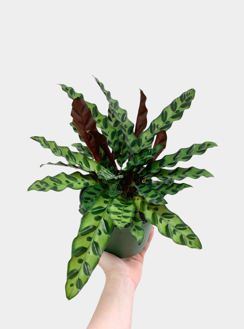 Calathea Lancifolia aka Rattlesnake Plant