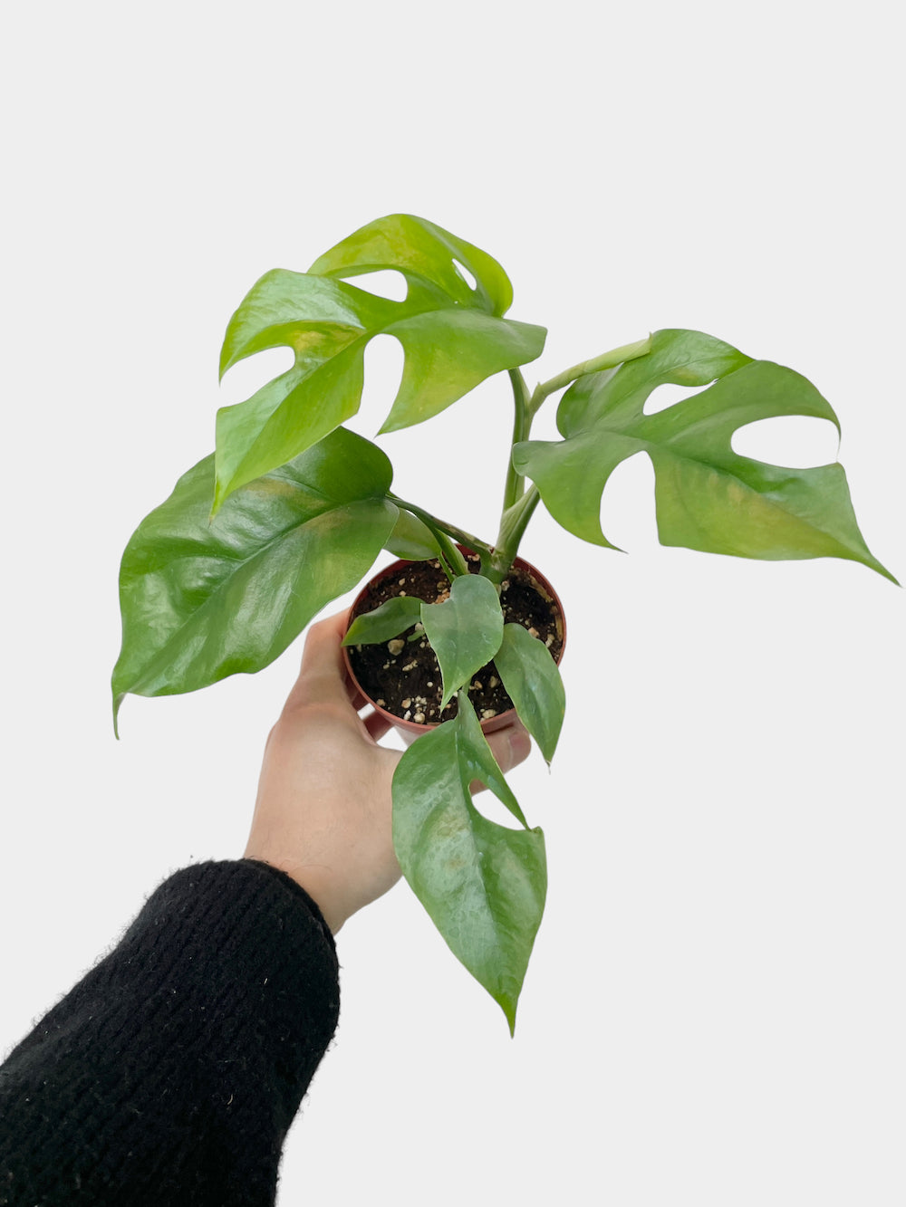 Rhaphidophora tetrasperma aka Monstera Minima