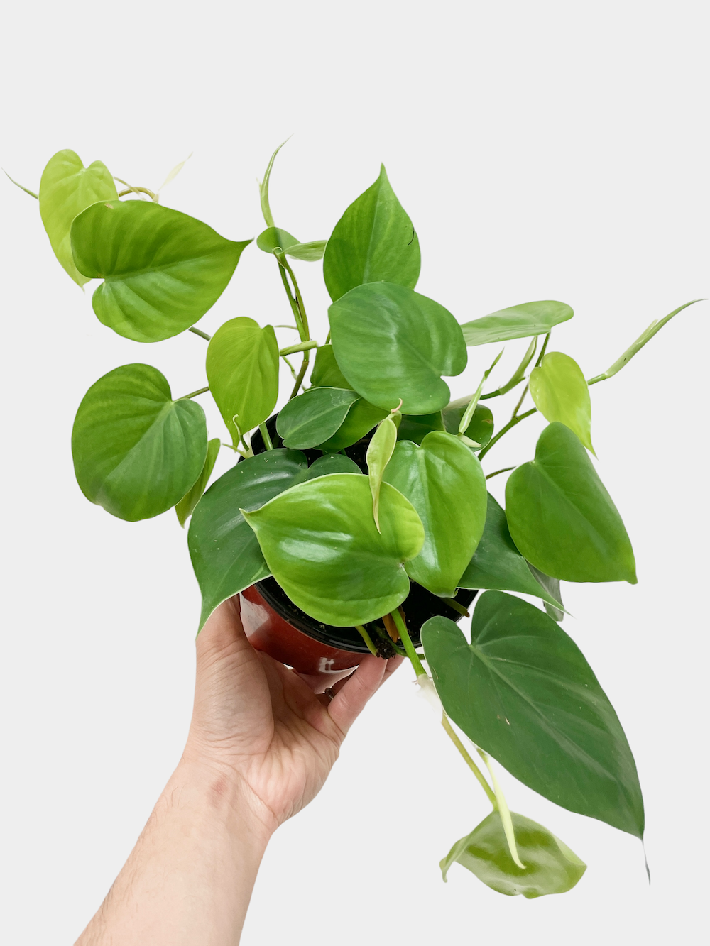 Philodendron Cordatum