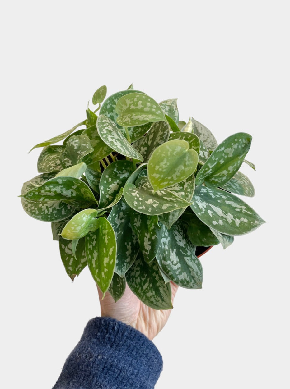 Scindapsus Pictus aka Pothos Silver Satin