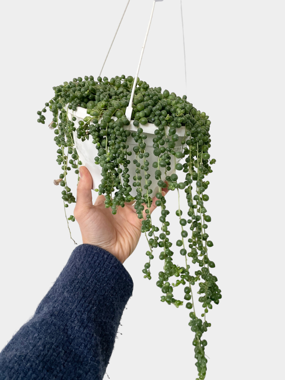 Succulent Plants String of Pearls (Senecio Rowleyanus) Hanging