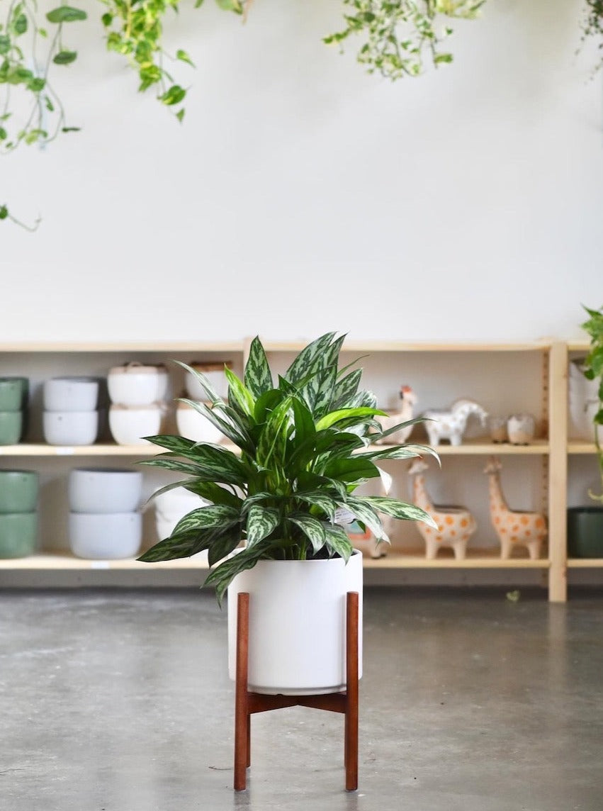Aglaonema Tigress aka Chinese Evergreen Plant (Various Sizes)