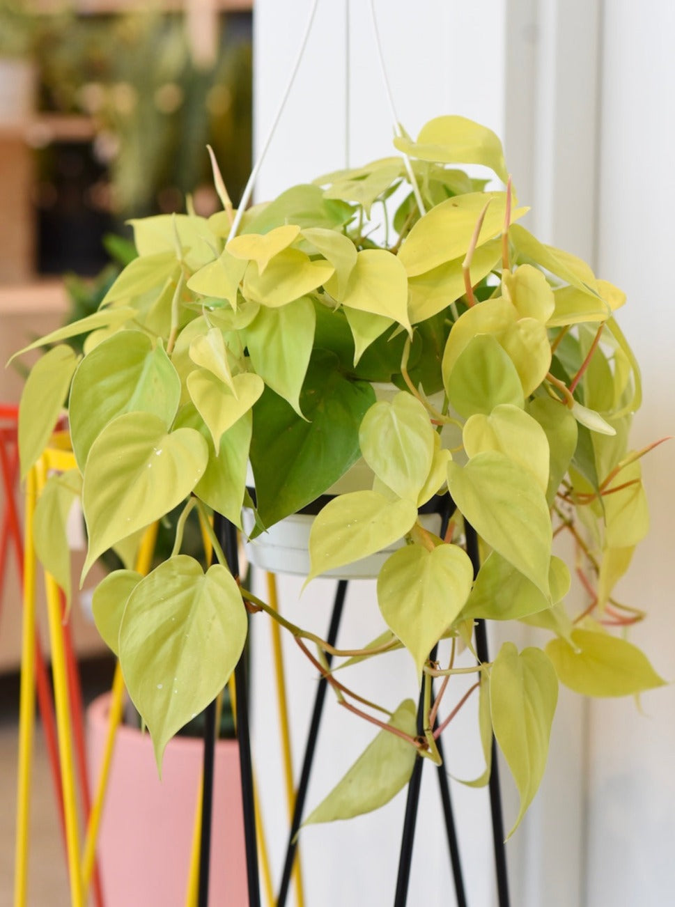Philodendron Cordatum Neon