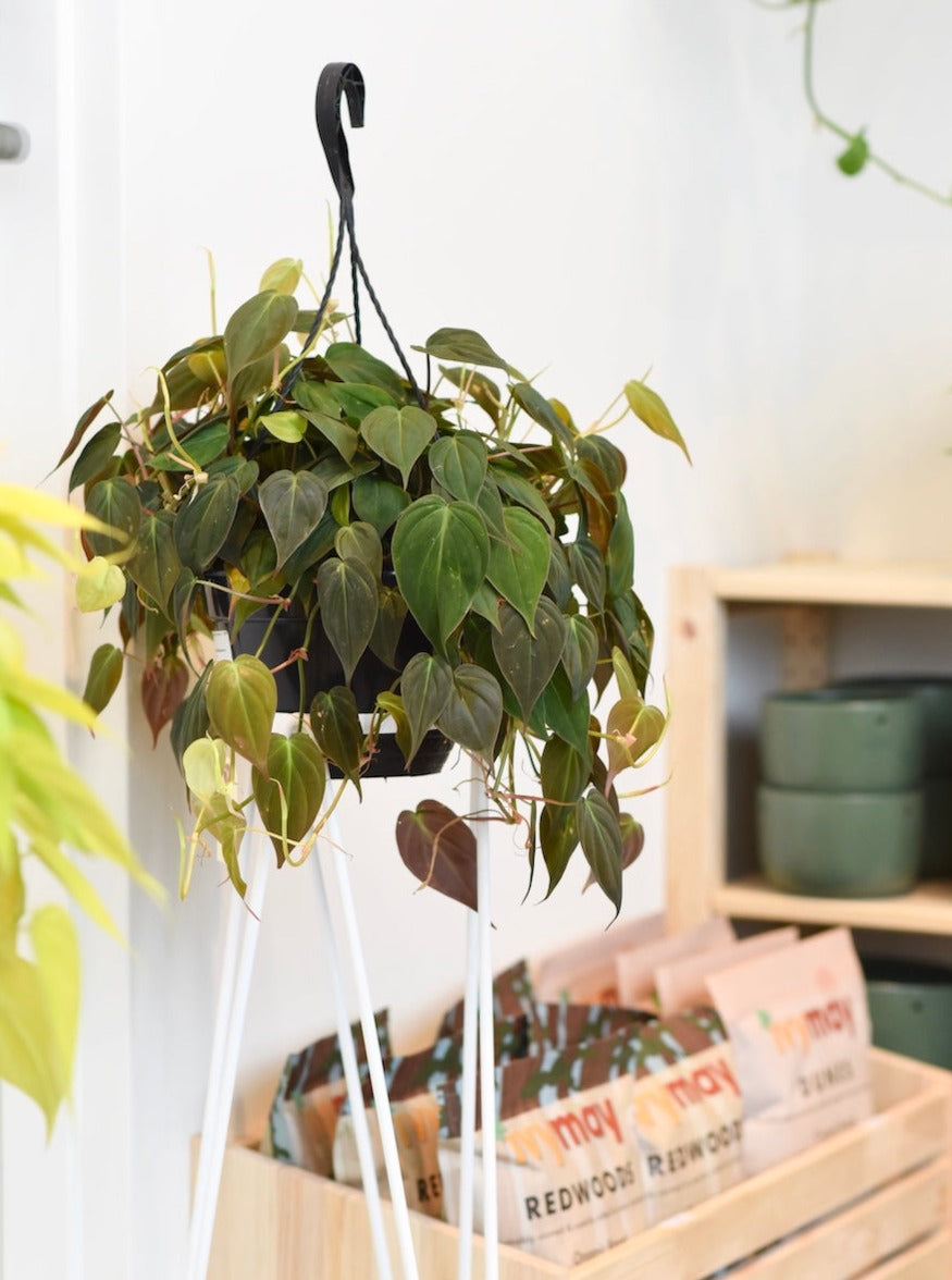 Philodendron Micans