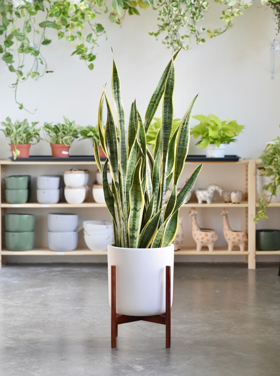 Sansevieria Laurentii or Snake Plant