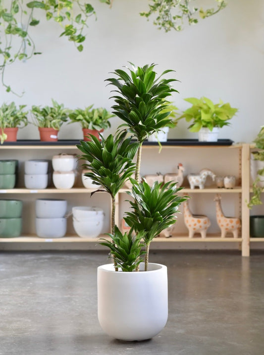 Dracaena JC Compacta - Bush Form