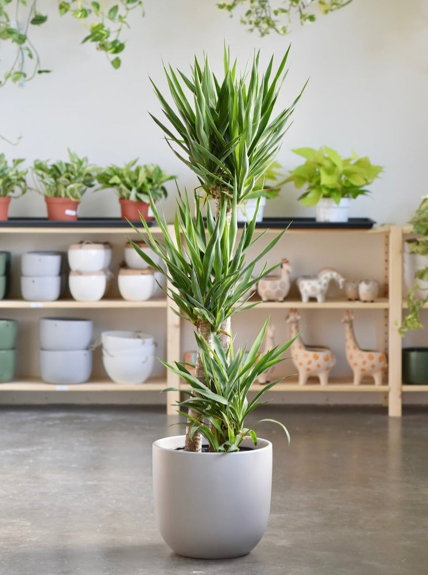 Yucca Cane