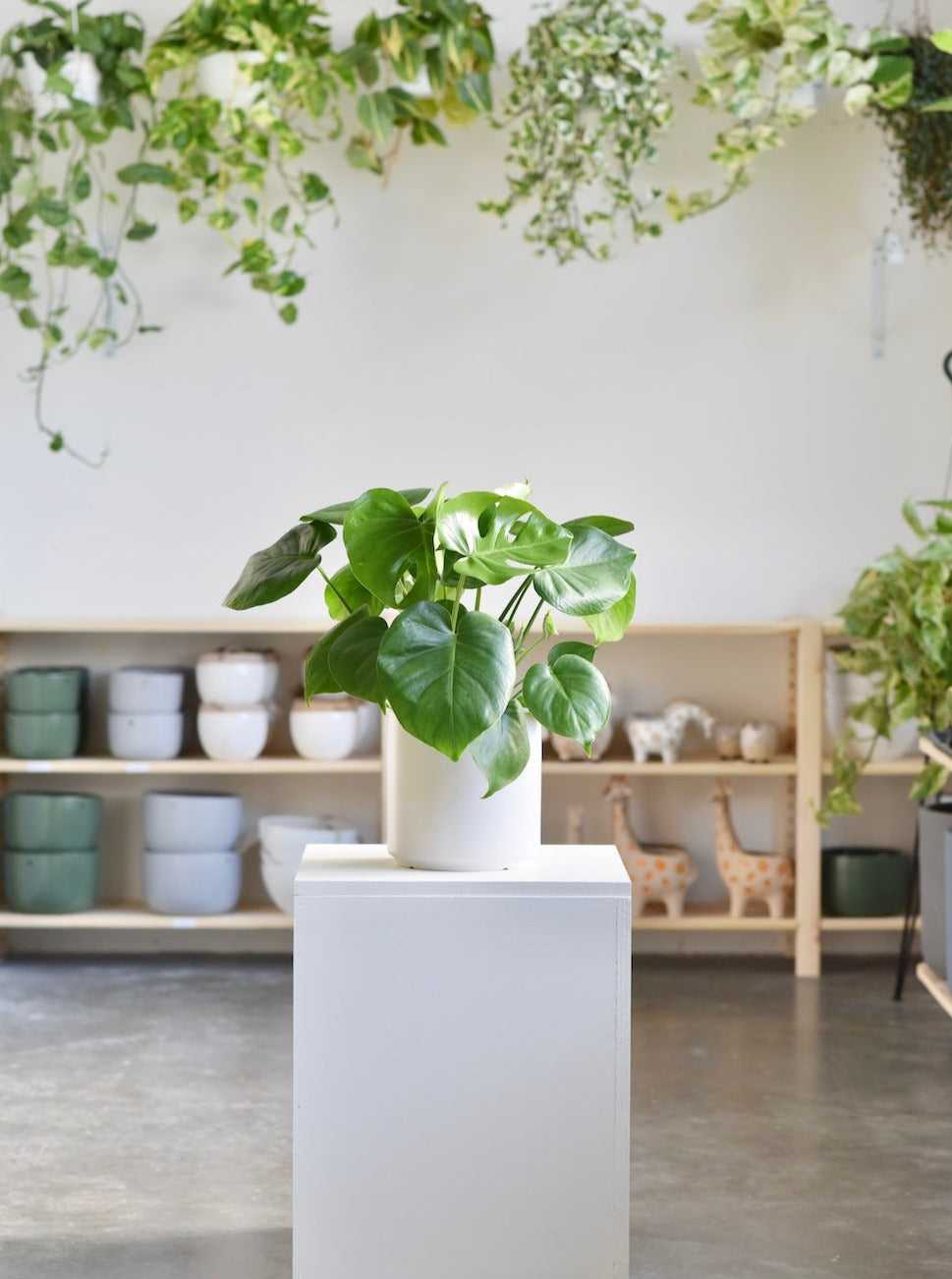 Monstera Deliciosa aka Swiss Cheese Plant