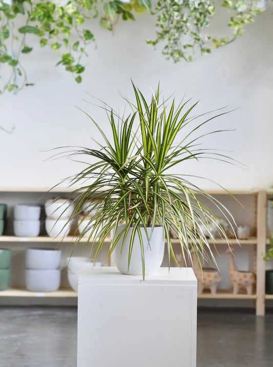 Dracaena Marginata Sun Ray