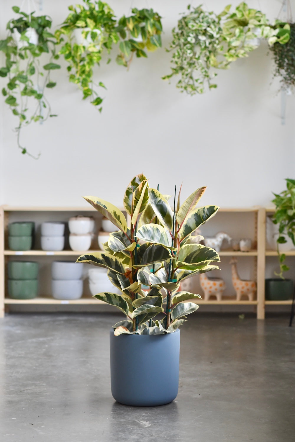 Ficus Elastica Tineke aka Rubber Plant - Bush Form