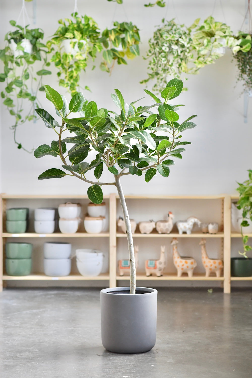 Ficus benghalensis aka Ficus Audrey - Tree Form