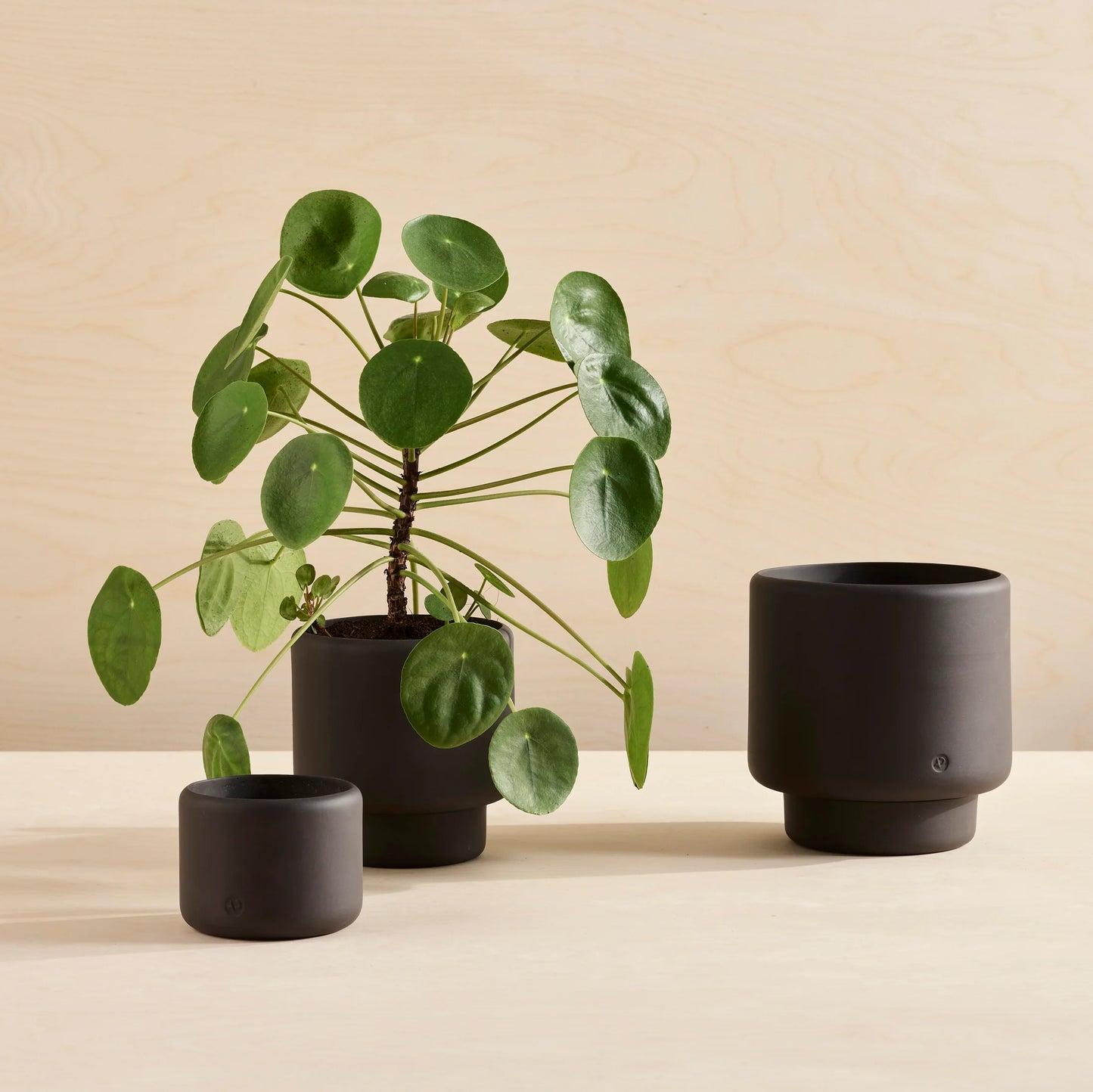 Botany Porcelain Plant Pot - Graphite