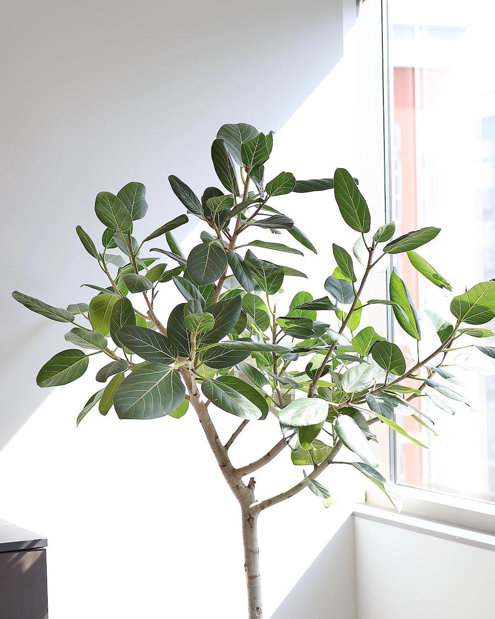 Ficus benghalensis aka Ficus Audrey - Tree Form