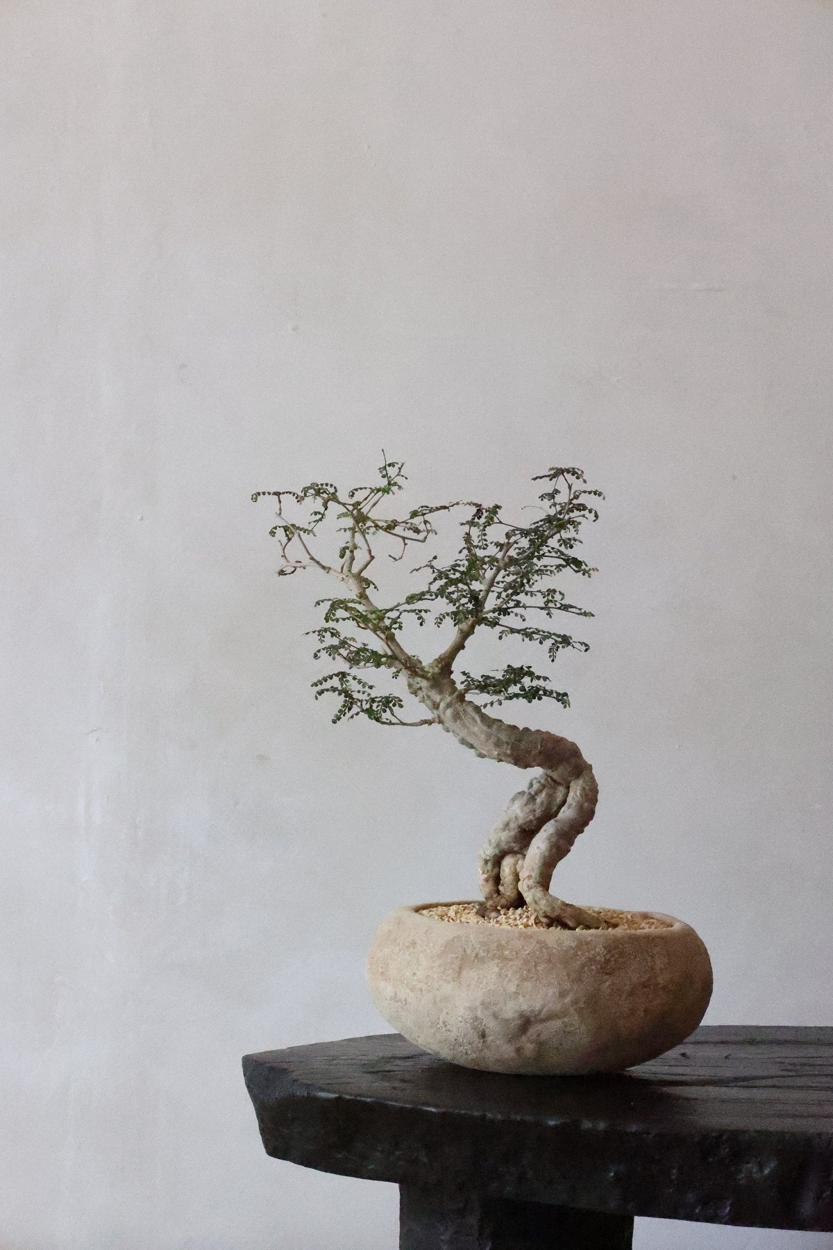 羅本 ROBINSTUDIO Operculicarya baby Operculicarya decaryi Bonsai