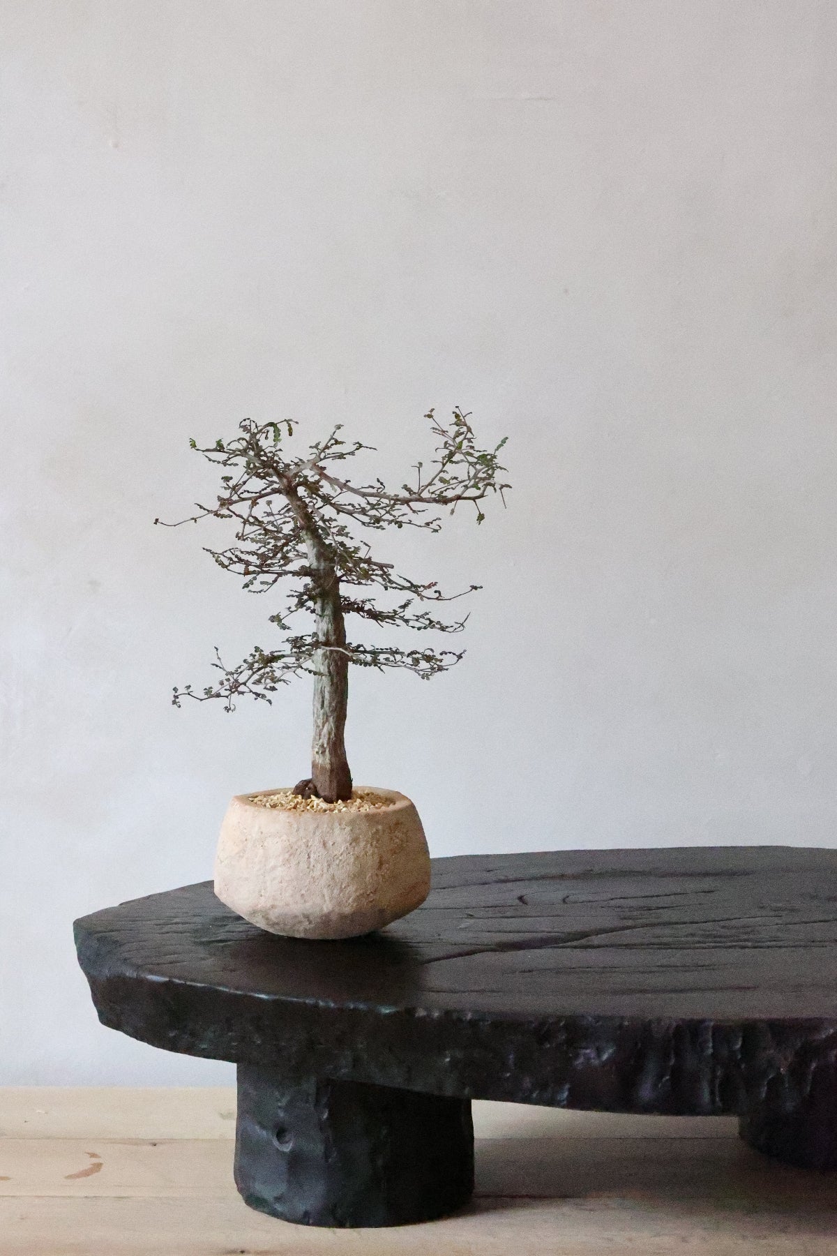 羅本 ROBINSTUDIO Operculicarya baby Operculicarya decaryi Bonsai