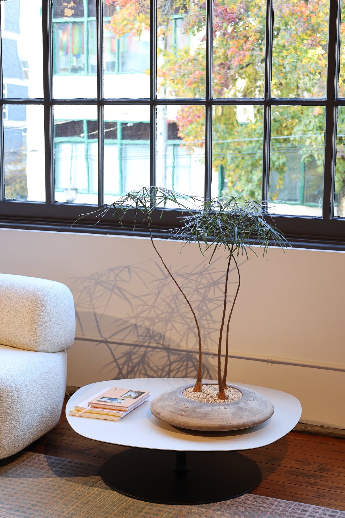 Brachychiton rupestris