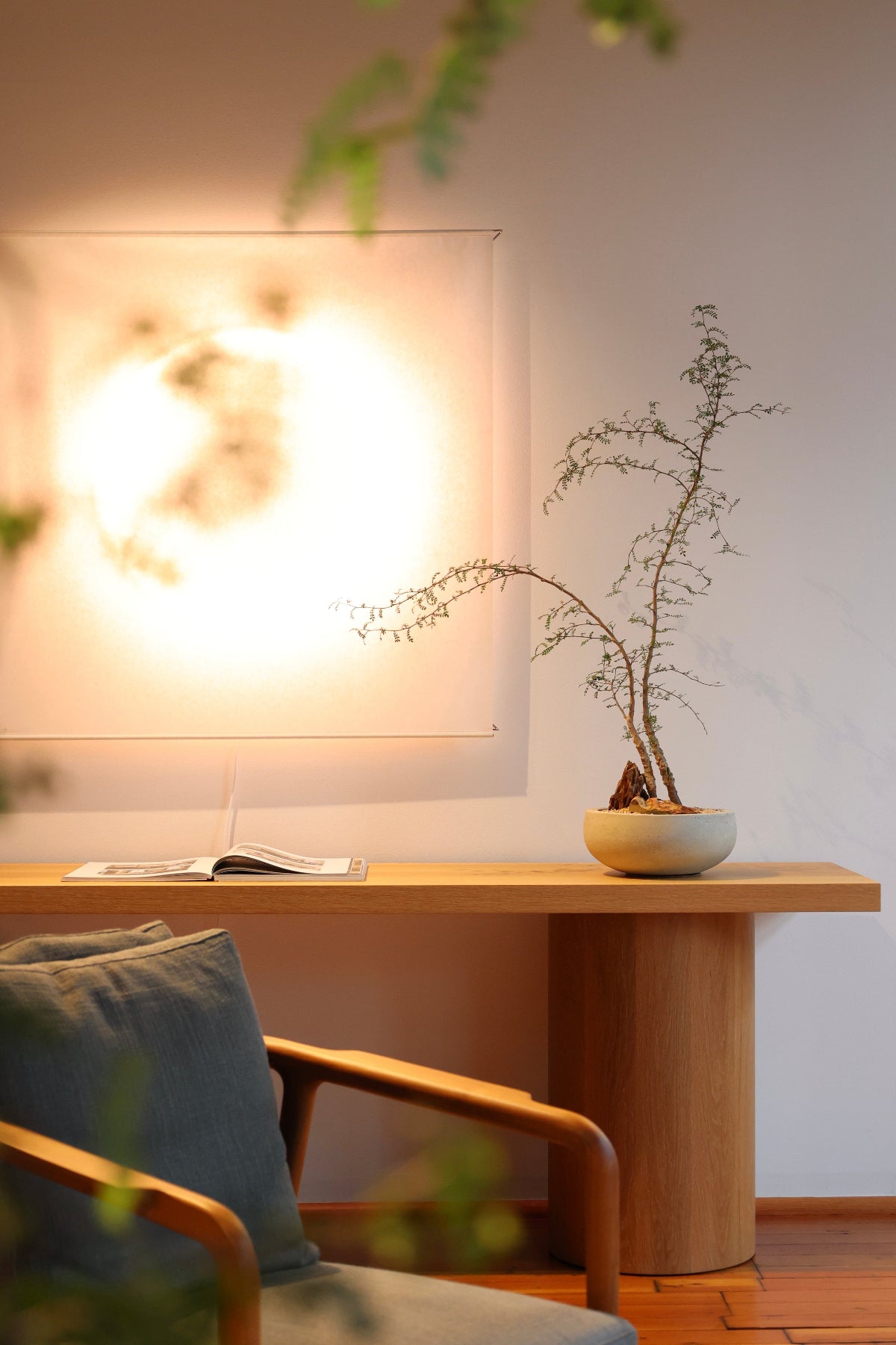 Operculicarya decaryi