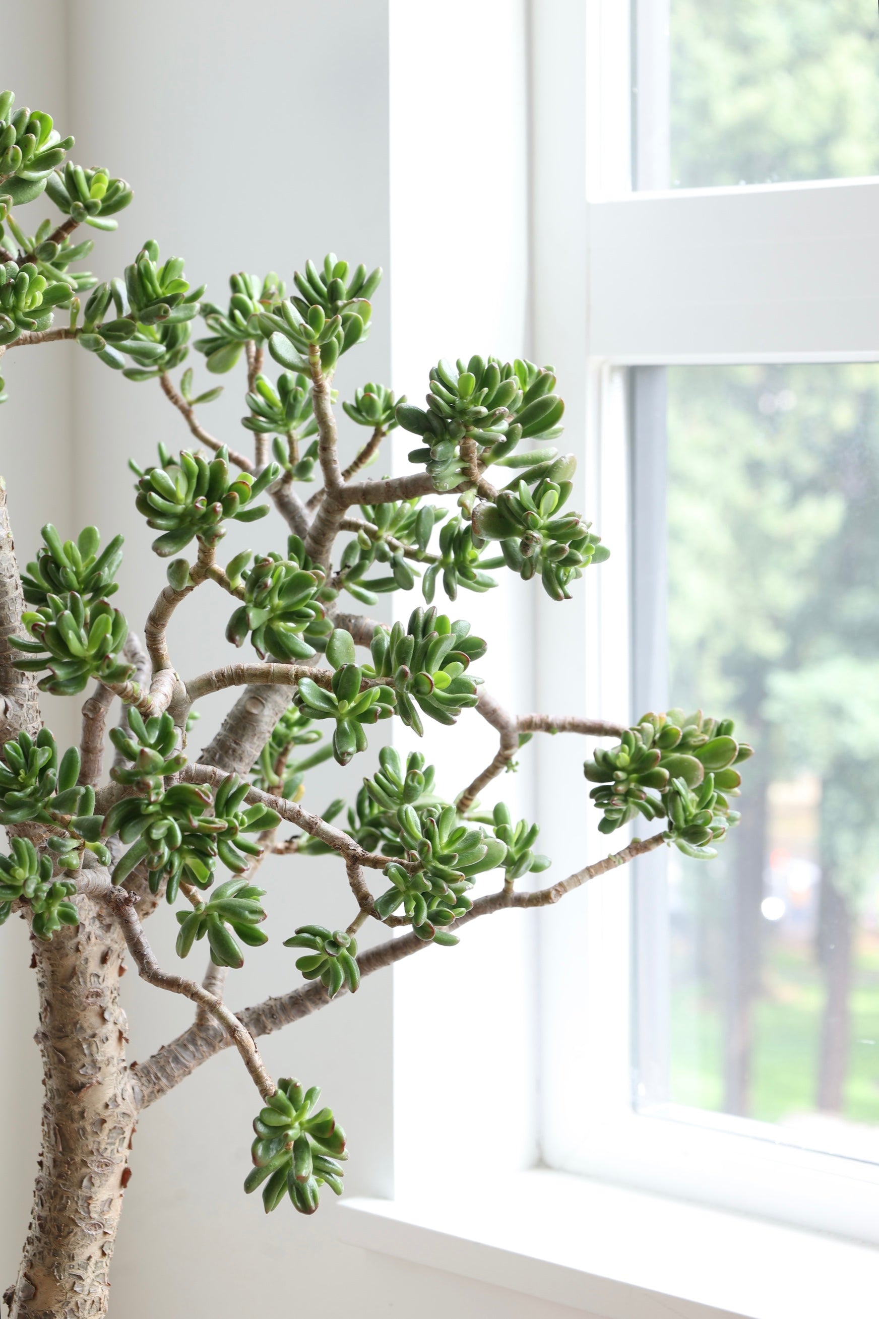 Crassula ovata 'Hobbit' Bonsai Shape