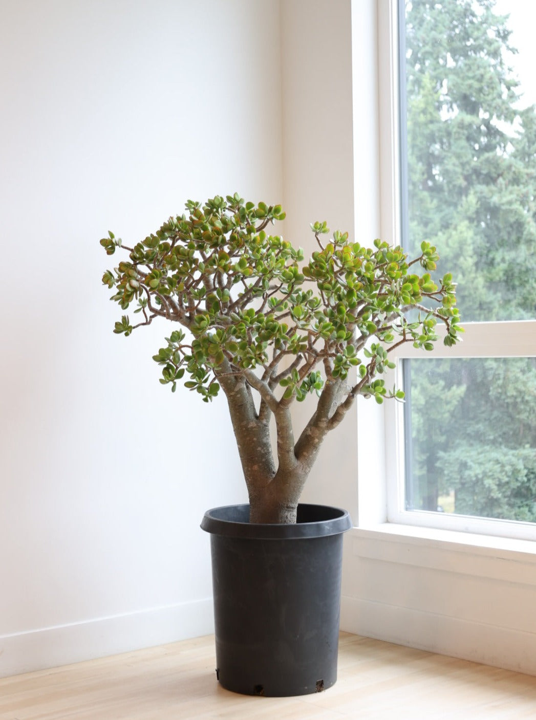 Crassula ovata aka Jade Plant