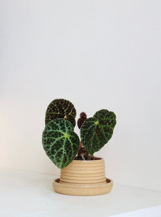 Begonia ferox