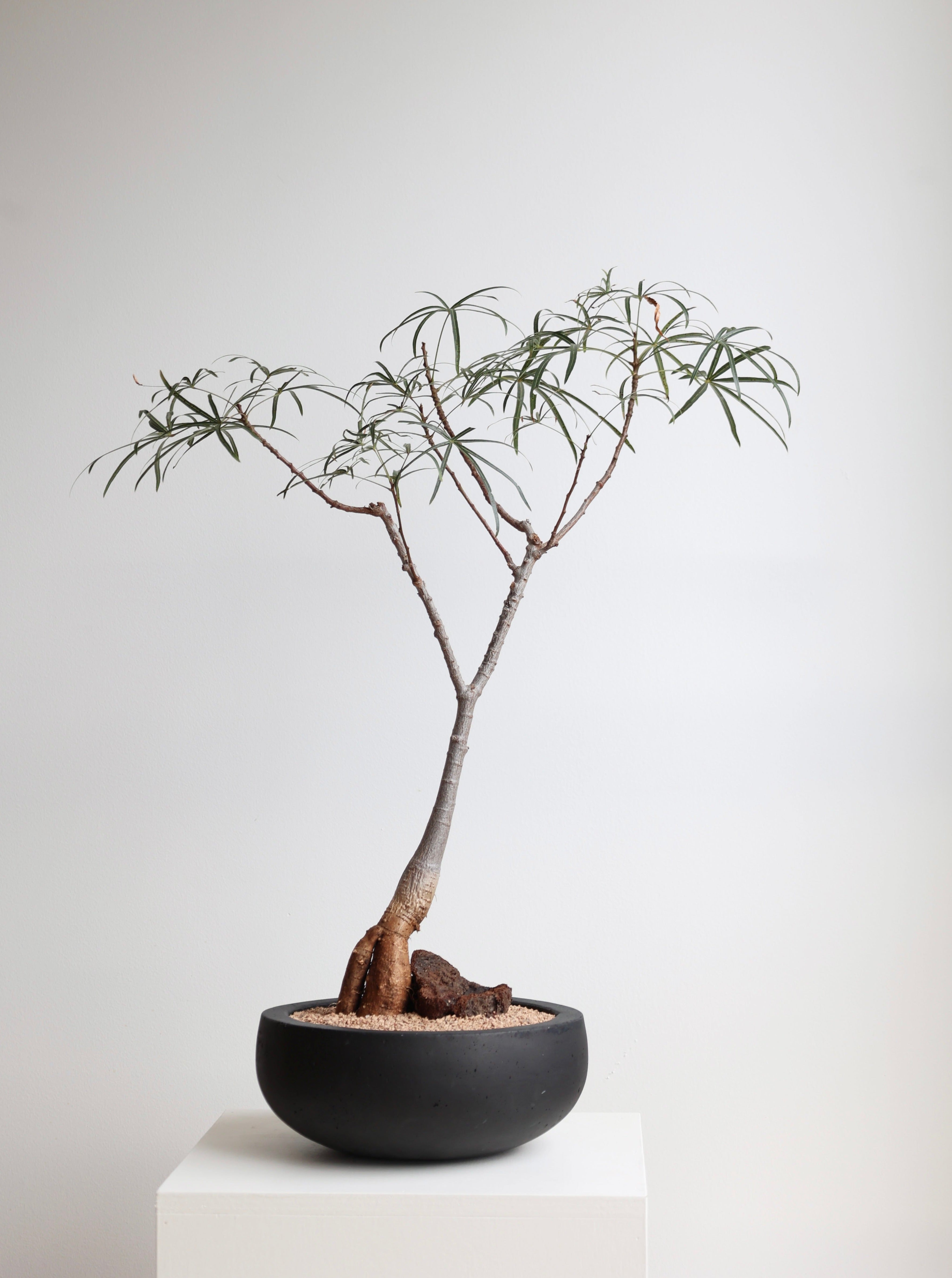 Brachychiton rupestris