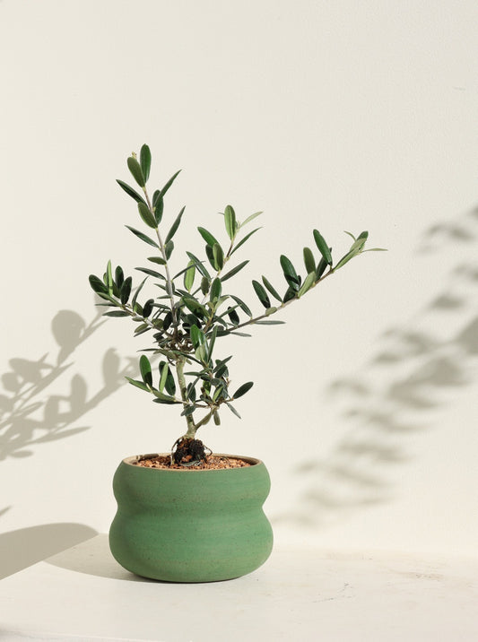 Olea europaea aka Olive Tree