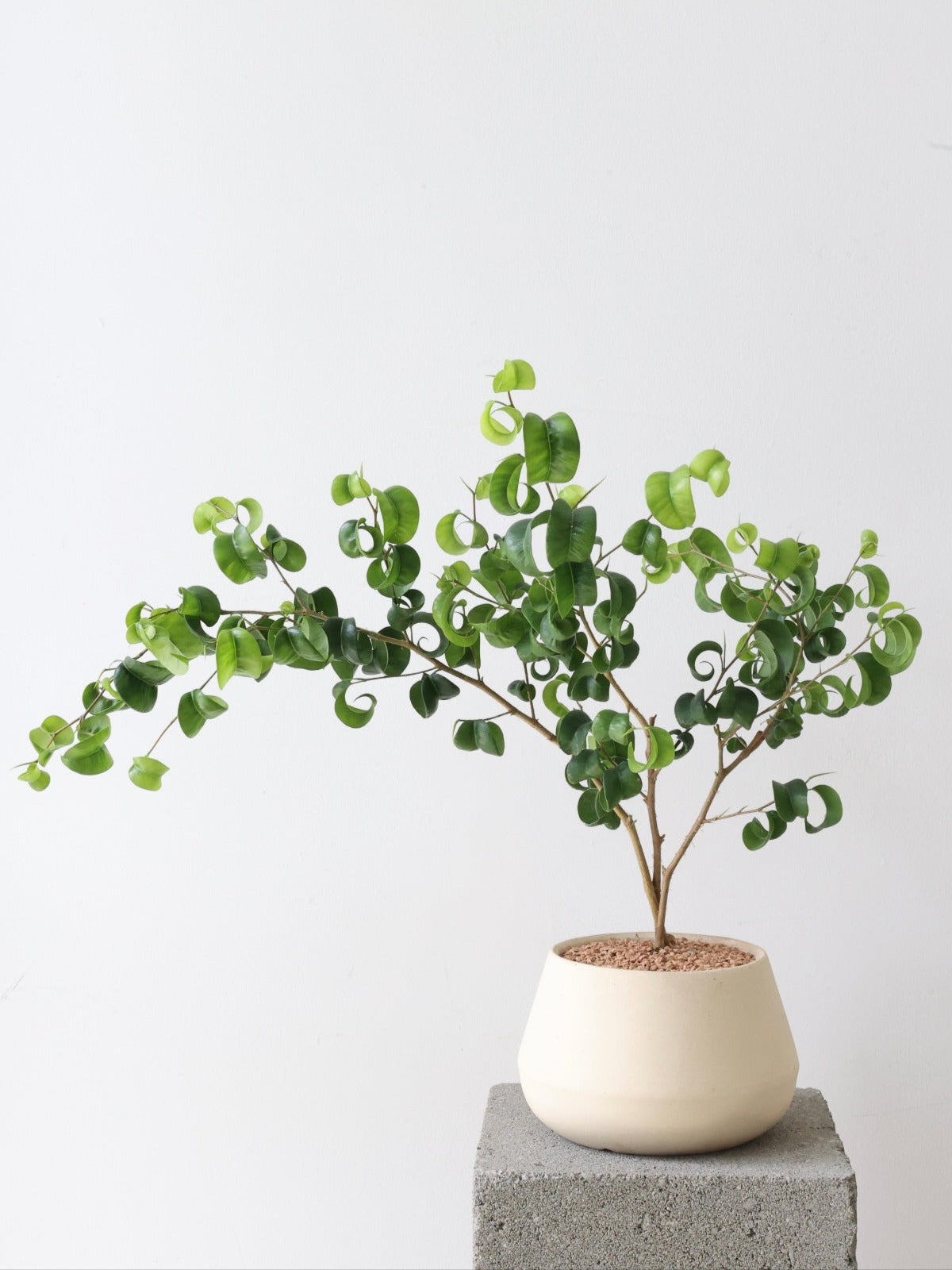 Ficus benjamina 'Pandora' aka Curly Weeping Fig