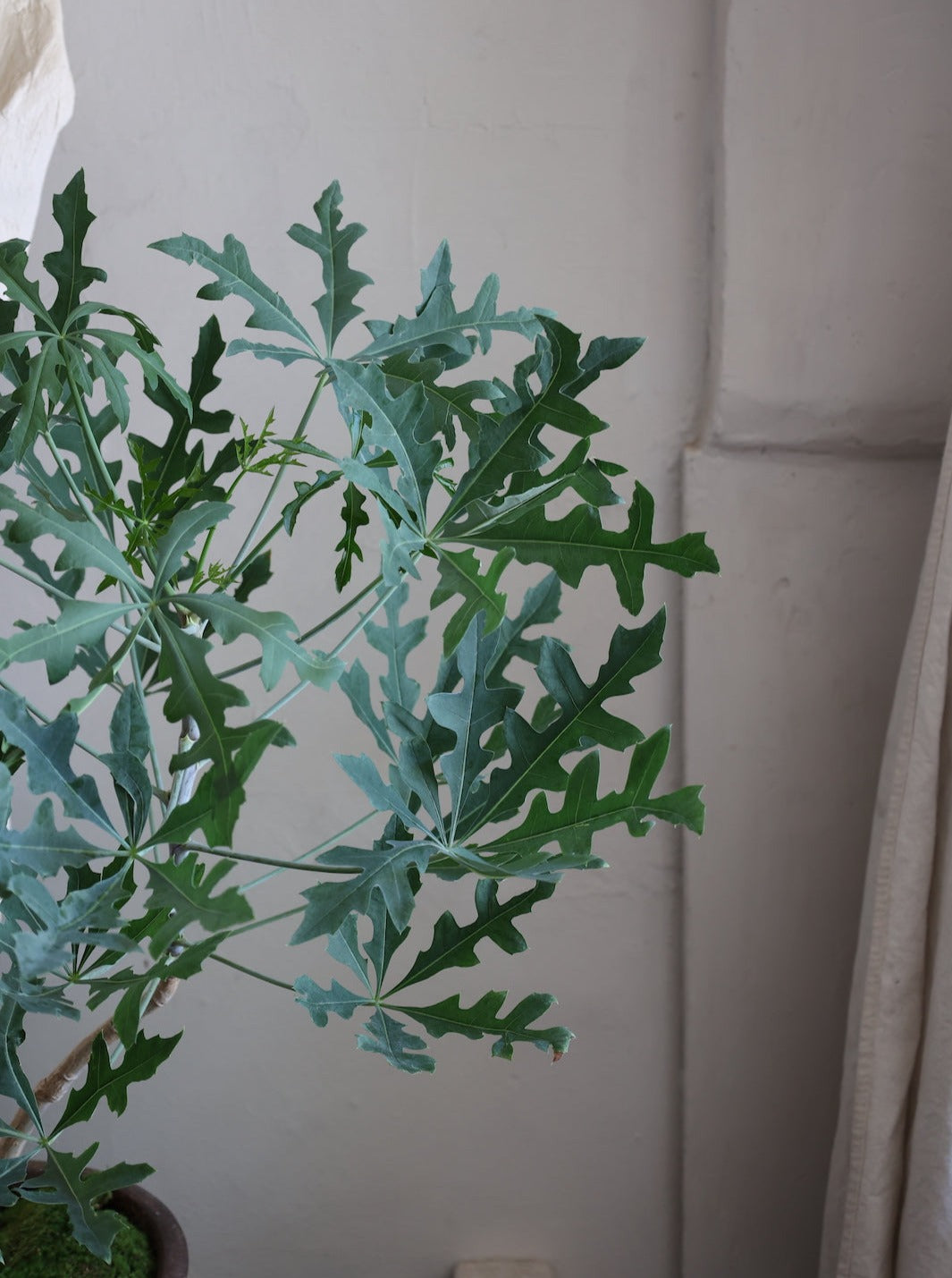 Cussonia paniculata