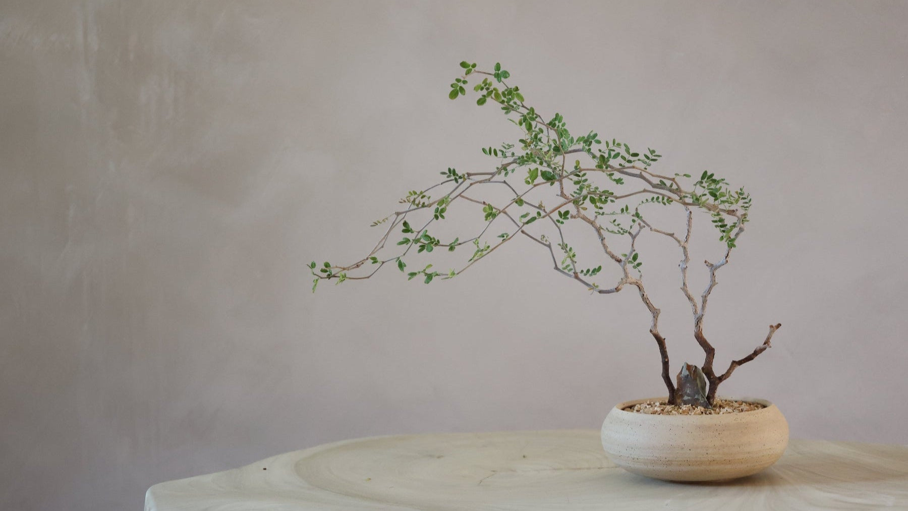 Commiphora monstruosa