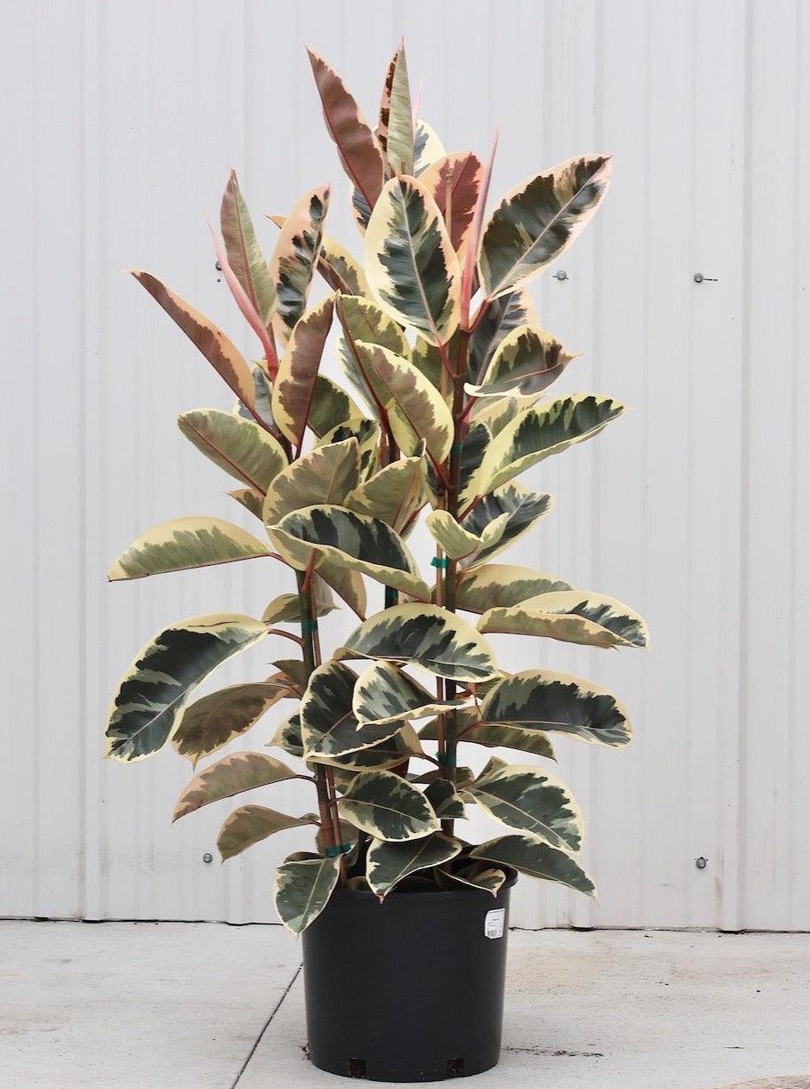 Ficus Elastica Tineke aka Rubber Plant - Bush Form