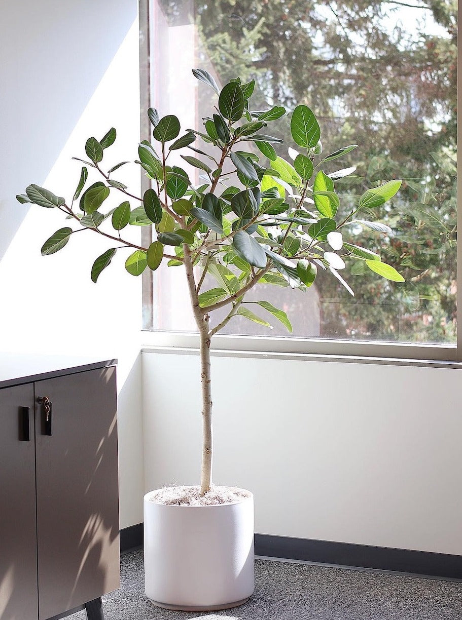 Ficus benghalensis aka Ficus Audrey - Tree Form