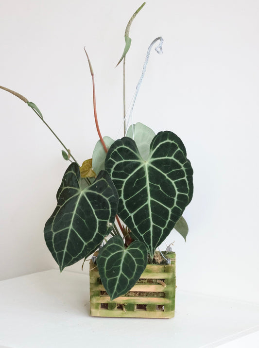 Anthurium Clarinervium