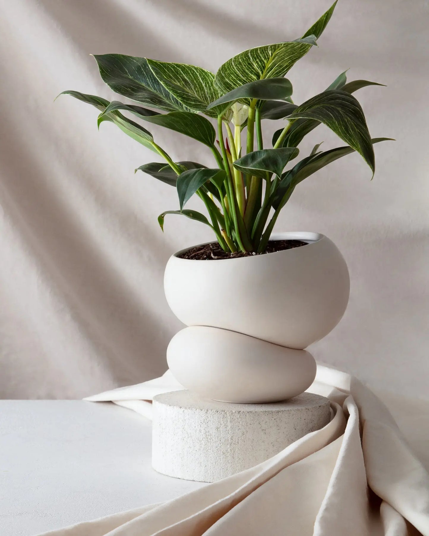 GREENERY UNLIMITED Fondra Self Watering Pot - White, 6.5" Diameter