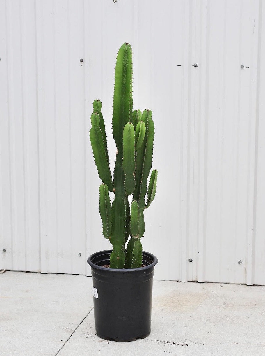 Cactus Euphorbia acrurensis - 12" Pot
