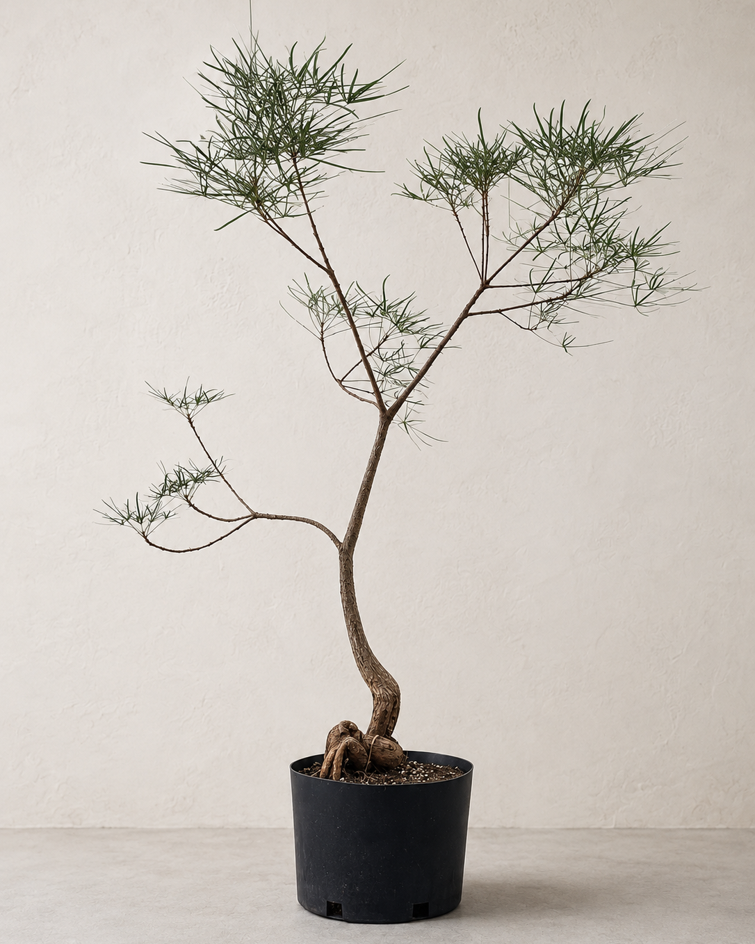 Brachychiton rupestris / Queensland Bottle Tree
