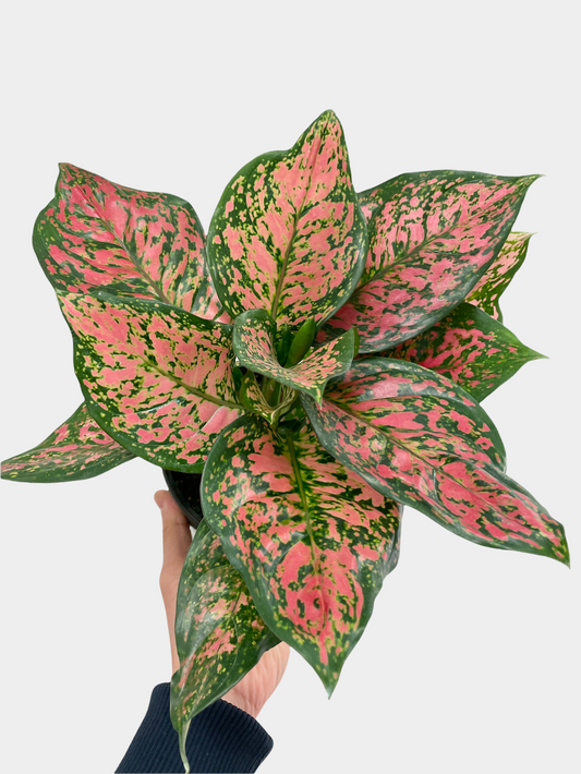 Aglaonema Red Valentine aka Chinese Evergreen Plant